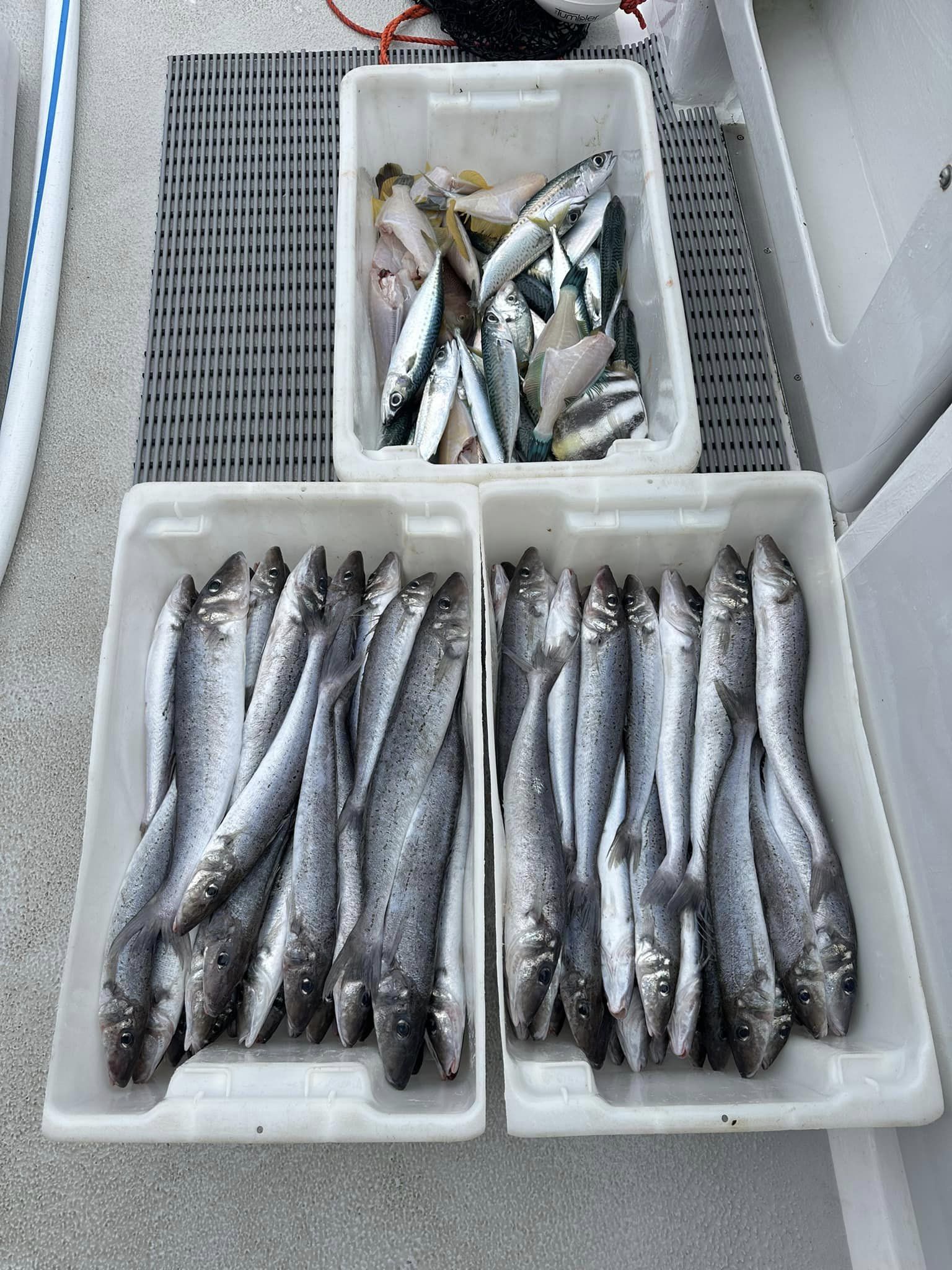 Southern fishing Charters - Catches of the day
