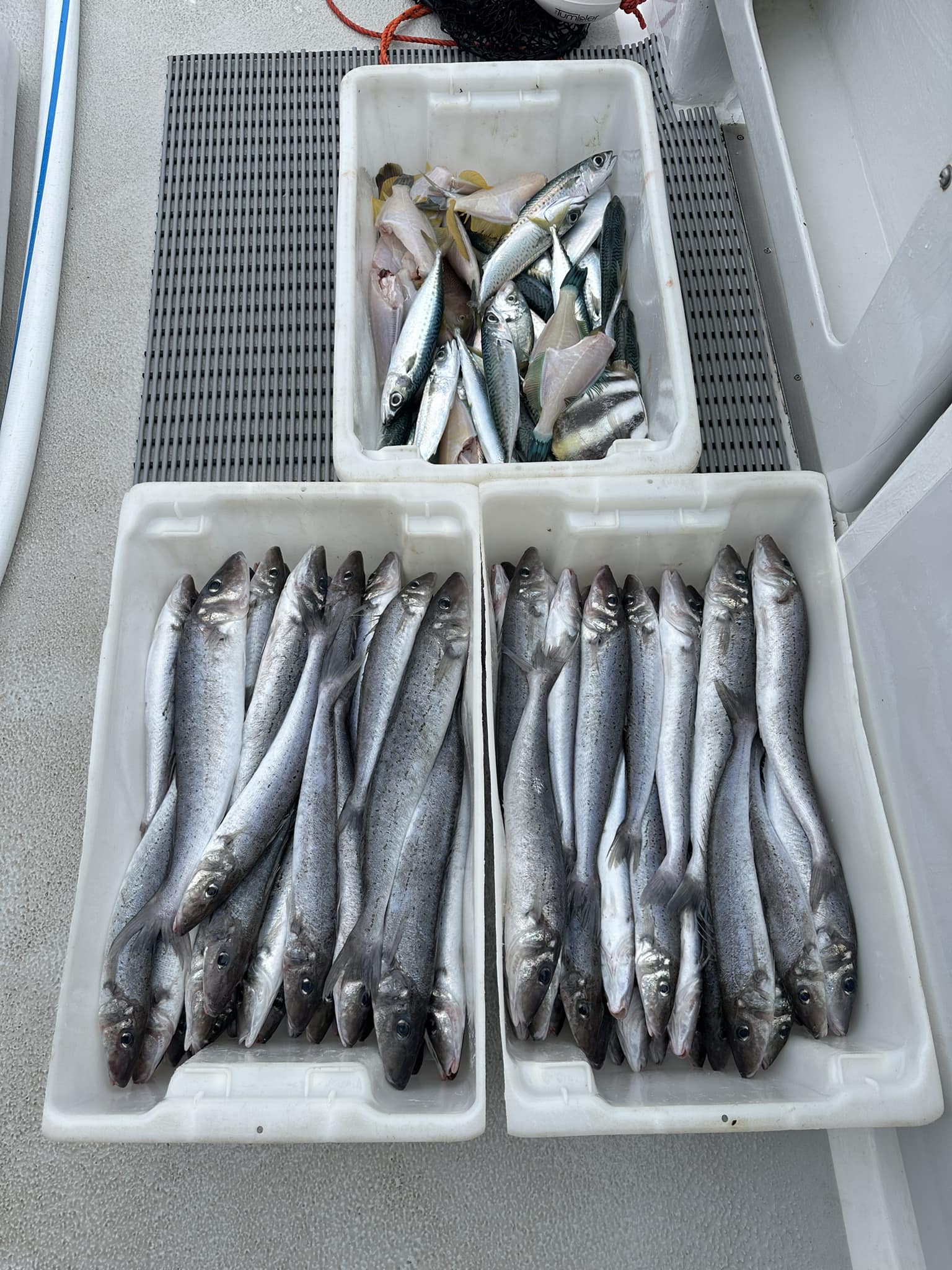 Southern fishing Charters - King George Whiting